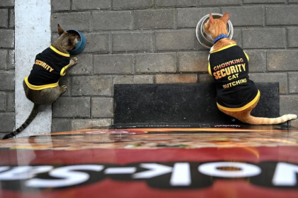 Patrula felina. Agentii de paza filipinezi adopta pisici fara stapan, chiar daca au tendinta sa adoarma in post Patrula felina. Agentii de paza filipinezi adopta pisici fara stapan, chiar daca au tendinta sa adoarma in post
