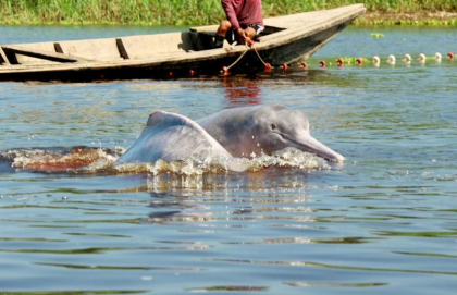 Peste 100 de delfini au fost gasiti morti intr-un lac amazonian din Brazilia