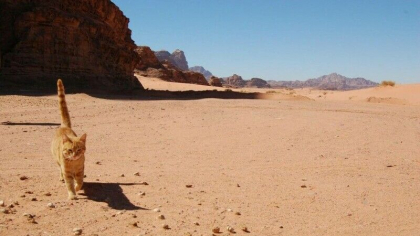 150 de pisici, lasate sa moara in desert, in Emiratele Arabe Unite