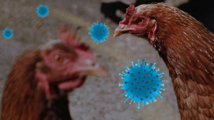 O fetita de doi ani a murit de gripa aviara in Cambodgia. Trei decese cauzate de aceasta boala pana acum O fetita de doi ani a murit de gripa aviara in Cambodgia. Trei decese cauzate de aceasta boala pana acum