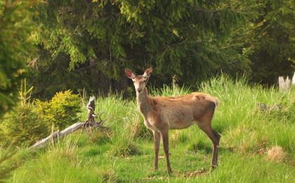 Descoperire socanta. Un cerb nobil, gasit mort in apropierea localitatii Bahmut Descoperire socanta. Un cerb nobil, gasit mort in apropierea localitatii Bahmut