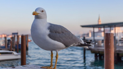 Aeroportul din Venetia s-a inchis din cauza unui stol urias de pescarusi Aeroportul din Venetia s-a inchis din cauza unui stol urias de pescarusi