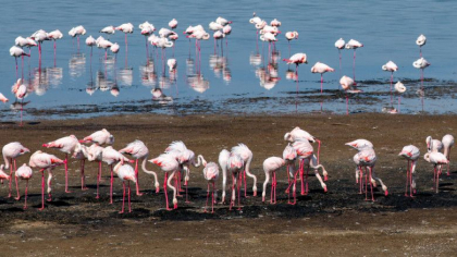 „La Odesa s-a petrecut un miracol”. Peste 1.000 de flamingo roz au ajuns in Ucraina devastata de razboi „La Odesa s-a petrecut un miracol”. Peste 1.000 de flamingo roz au ajuns in Ucraina devastata de razboi