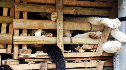 1.000 de pisici au fost salvate dintr-un camion care se indrepta spre abator. Carnea urma sa fie vanduta ca porc sau oaie