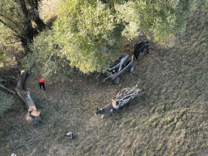 Trei barbati - prinsi in timp ce furau lemne, la Cahul. Politia: „Au fost filmati cu drona”. Cum vor fi pedepsiti acestia - FOTO