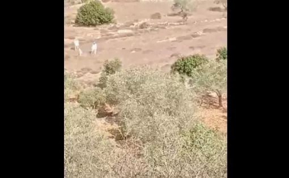 Un palestinian a fost impuscat mortal de un colonist in timp ce culegea masline in Cisiordania - VIDEO Un palestinian a fost impuscat mortal de un colonist in timp ce culegea masline in Cisiordania - VIDEO