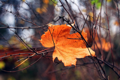 Cer noros si maxime de 24 grade Celsius. Cate grade se vor inregistra in urmatoarele zile. Prognoza meteo