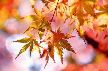 Vremea se incalzeste. Ce temperaturi se vor inregistra astazi, dar si in urmatoarele zile. Prognoza meteo 