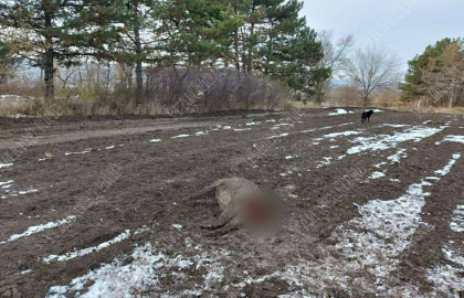 A lovit cu automobilul un mistret si a fugit de la locul accidentului: Un sofer, dat in cautare de militia transnistreana - FOTO A lovit cu automobilul un mistret si a fugit de la locul accidentului: Un sofer, dat in cautare de militia transnistreana - FOTO