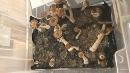 Captura impresionanta: 11 tipuri de droguri si ciuperci psihotrope, ridicate de la un barbat din Chisinau. Individul, condamnat la aproape cinci ani de inchisoare - FOTO Captura impresionanta: 11 tipuri de droguri si ciuperci psihotrope, ridicate de la un barbat din Chisinau. Individul, condamnat la aproape cinci ani de inchisoare - FOTO