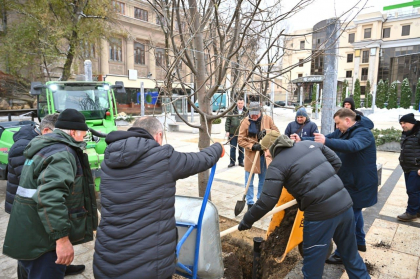 Copacii vechi, inlocuiti cu altii noi. In scuarul Mihai Eminescu din capitala au fost plantati 18 tei - GALERIE FOTO