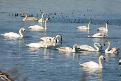 Gripa aviara, depistata la o lebada in raionul Singerei. Recomandarile ANSP pentru cetateni Gripa aviara, depistata la o lebada in raionul Singerei. Recomandarile ANSP pentru cetateni