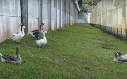 O inchisoare din Brazilia este pazita de un card de gaste. Gascanul Piu-Piu s-a dovedit a fi cel mai bun paznic - VIDEO O inchisoare din Brazilia este pazita de un card de gaste. Gascanul Piu-Piu s-a dovedit a fi cel mai bun paznic - VIDEO