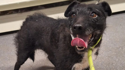 Un catel disparut in urma cu 7 ani ani a supravietuit, in tot acest timp, in salbaticie. Microcipul i-a dezvaluit povestea trista