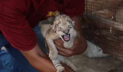 Reuters: Foamea loveste animalele si oamenii deopotriva la gradina zoologica din Gaza Reuters: Foamea loveste animalele si oamenii deopotriva la gradina zoologica din Gaza