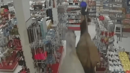 Momentul in care doi cai scapati de sub control au intrat intr-o farmacie, in Rio de Janeiro - VIDEO