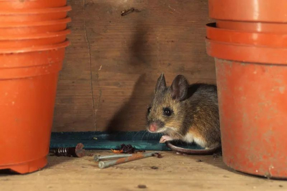 Un barbat gasea aranjate in fiecare dimineata lucrurile pe care le lasa seara in dezordine in magazie. Ce a surprins camera - VIDEO