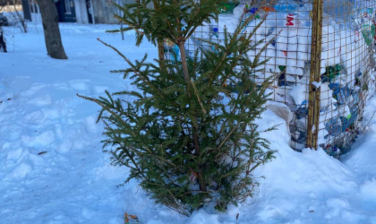 Ce faci cu bradul de Craciun dupa sarbatori. Unde trebuie dus si ce este interzis - FOTO Ce faci cu bradul de Craciun dupa sarbatori. Unde trebuie dus si ce este interzis - FOTO