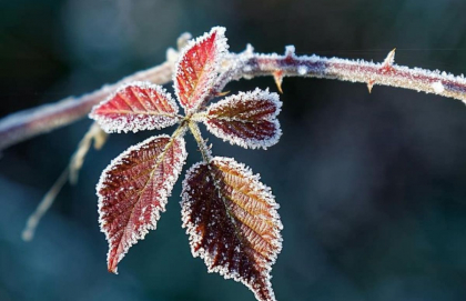 Ninsori slabe in unele zone ale tarii. Cate grade se vor inregistra astazi, dar si in urmatoarele zile. Prognoza meteo