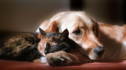 Furtul animalelor va fi considerat rapire si se va pedepsi cu inchisoarea in Marea Britanie Furtul animalelor va fi considerat rapire si se va pedepsi cu inchisoarea in Marea Britanie