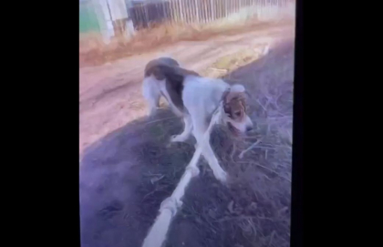 Socant. Opt barbati - retinuti pentru organizarea luptelor ilegale de caini: Animalele erau tratate cu cruzime de catre participanti si erau asmutite sa-si atace adversarul - VIDEO Socant. Opt barbati - retinuti pentru organizarea luptelor ilegale de caini: Animalele erau tratate cu cruzime de catre participanti si erau asmutite sa-si atace adversarul - VIDEO