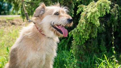 O localitate din Italia reduce taxele locale cu 200 de euro pentru persoanele care adopta un caine O localitate din Italia reduce taxele locale cu 200 de euro pentru persoanele care adopta un caine