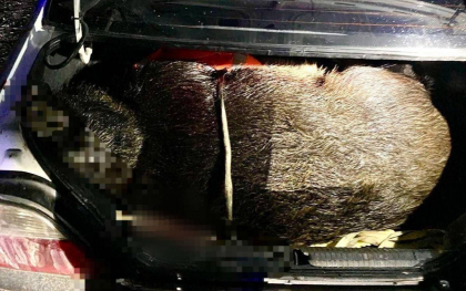 S-au pornit la vanatoare, dar au ajuns pe mainile politiei. Doi barbati din Cantemir, prinsi cu arma si mistretul in portbagaj - FOTO