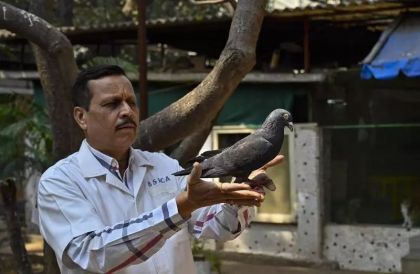 Un porumbel suspectat ca este spion chinez a fost eliberat dupa opt luni de detentie in India Un porumbel suspectat ca este spion chinez a fost eliberat dupa opt luni de detentie in India