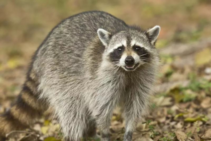 Un raton curios a provocat haos: oameni blocati in lifturi, semafoare oprite si mii de oameni in bezna, in cel mai mare oras din Canada
Un raton curios a provocat haos: oameni blocati in lifturi, semafoare oprite si mii de oameni in bezna, in cel mai mare oras din Canada