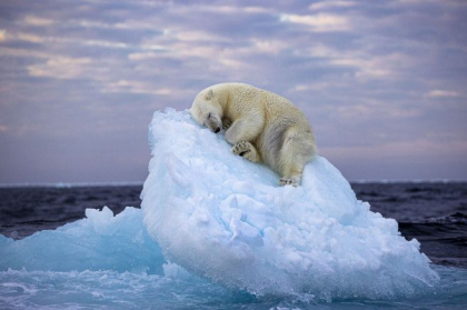 Imaginea cu un urs polar care doarme pe un aisberg, desemnata fotografia de natura salbatica a anului. Un roman, printre finalisti
