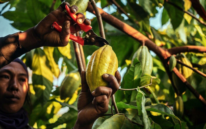 Preturi record la cacao din cauza fenomenului El Nino care afecteaza culturile din Vestul Africii
Preturi record la cacao din cauza fenomenului El Nino care afecteaza culturile din Vestul Africii