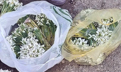 Trei persoane - sanctionate, dupa ce ar fi incercat sa vanda ghiocei, acest lucru fiind interzis la noi in tara. Precizarile politiei 