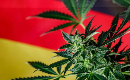Germania legalizeaza detinerea de canabis pentru uz personal
Germania legalizeaza detinerea de canabis pentru uz personal
