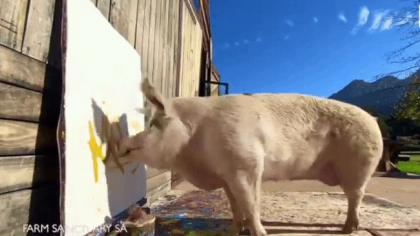 A murit Pigcasso, purcelusa talentata care a vandut picturi de peste 1 milion de dolari A murit Pigcasso, purcelusa talentata care a vandut picturi de peste 1 milion de dolari