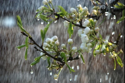 Va ploua in nordul tarii. Cum va fi vremea astazi, dar si in urmatoarele zile. Prognoza meteo

