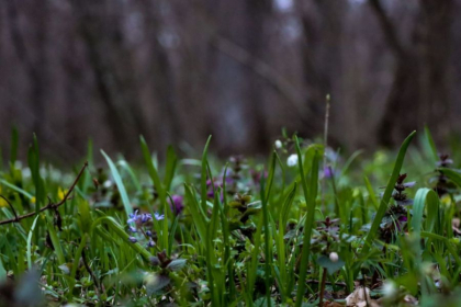 Ploi slabe in sudul tarii. Cum va fi vremea astazi, dar si in urmatoarele zile. Prognoza meteo Ploi slabe in sudul tarii. Cum va fi vremea astazi, dar si in urmatoarele zile. Prognoza meteo