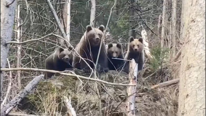 Imagini rare cu o familie de urși din Suceava. Cum reacţionează o ursoaică cu trei pui când vede un pădurar - VIDEO Imagini rare cu o familie de urși din Suceava. Cum reacţionează o ursoaică cu trei pui când vede un pădurar - VIDEO