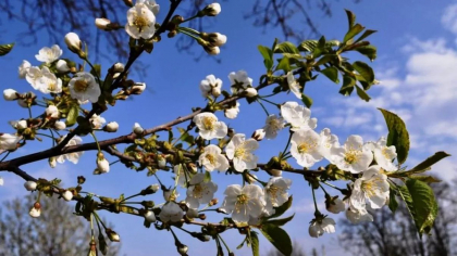 Vreme frumoasă în ultima zi de martie: Cate grade se vor inregistra in toata tara. Prognoza meteo
