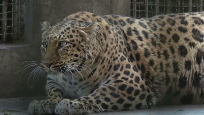 Trei persoane au fost rănite, după ce un leopard a intrat în casa lor, în India. Victimele au ajuns la spital
