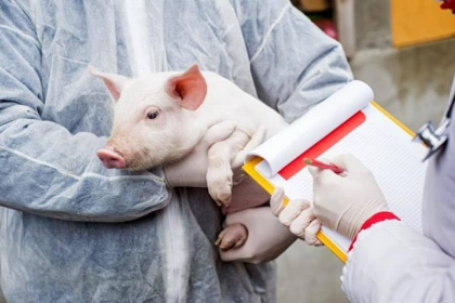 Un nou caz de pestă porcină africană - înregistrat in țara noastră. Localitatea vizată Un nou caz de pestă porcină africană - înregistrat in țara noastră. Localitatea vizată