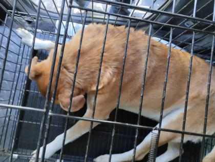Un copil și un bărbat, mușcati de un câine vagabond pe teritoriul unui gradinițe