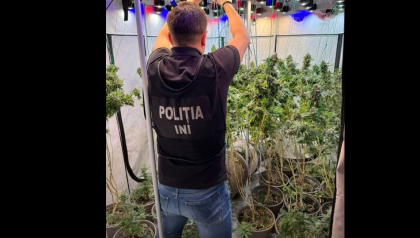 Un bărbat - cercetat penal după ce și-a amenajat propriul laborator de creștere a drogurilor. Ce au găsit polițiștii la domiciliul persoanei- VIDEO