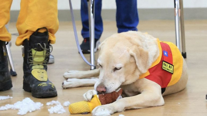 Roger, un câine mult prea jucăuș care "a picat" examenul la academia de Poliție, a ajuns vedetă la misiunile de salvare din Taiwan