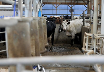 Fermierii din SUA iau măsuri după ce gripa aviară a fost depistată la vaci. Focare confirmate în șapte state americane, în timp ce autoritățile încearcă să afle cum se răspândește virusul