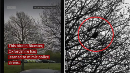 Mierla care imită sirena mașinilor de poliție. Pasărea trăiește într-un copac de lângă o secție din Marea Britanie - VIDEO Mierla care imită sirena mașinilor de poliție. Pasărea trăiește într-un copac de lângă o secție din Marea Britanie - VIDEO