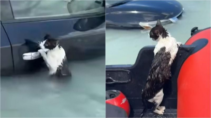 Imaginile zilei: o pisică este salvată de polițiști în timpul inundațiilor fără precedent din Dubai - VIDEO