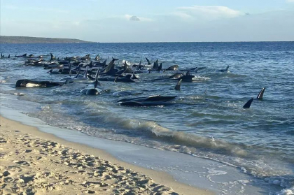 Eforturi disperate de salvare în vestul Australiei, pe o plajă unde au eșuat 140 de balene - FOTO Eforturi disperate de salvare în vestul Australiei, pe o plajă unde au eșuat 140 de balene - FOTO