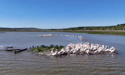 „Asta-i Moldova!” Imagini impresionante cu zeci de pelicani care au poposit pe lacul Dănceni - VIDEO „Asta-i Moldova!” Imagini impresionante cu zeci de pelicani care au poposit pe lacul Dănceni - VIDEO