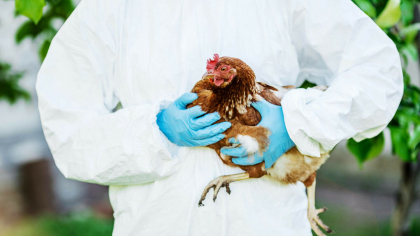 Gripa aviară a trecut în SUA la vaci și se găsește în laptele din magazine. Cât de periculoasă e pentru om ”pandemia animală”
