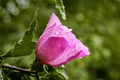 Va ploua în nordul țării. Câte grade se vor înregistra astăzi, dar și în următoarele zile. Prognoza meteo